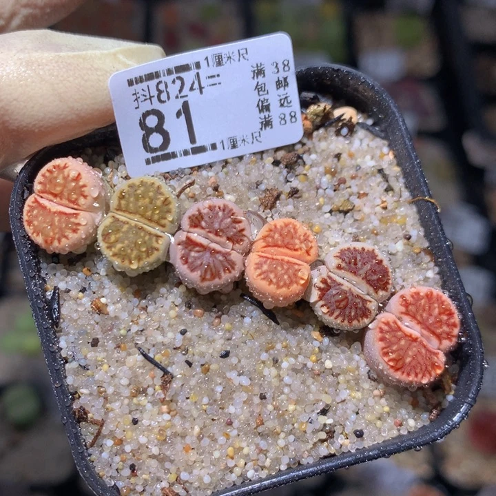 精品生气花824.81