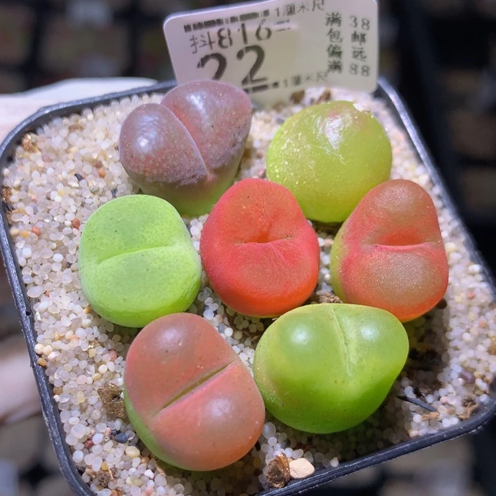 精品生石花816.22