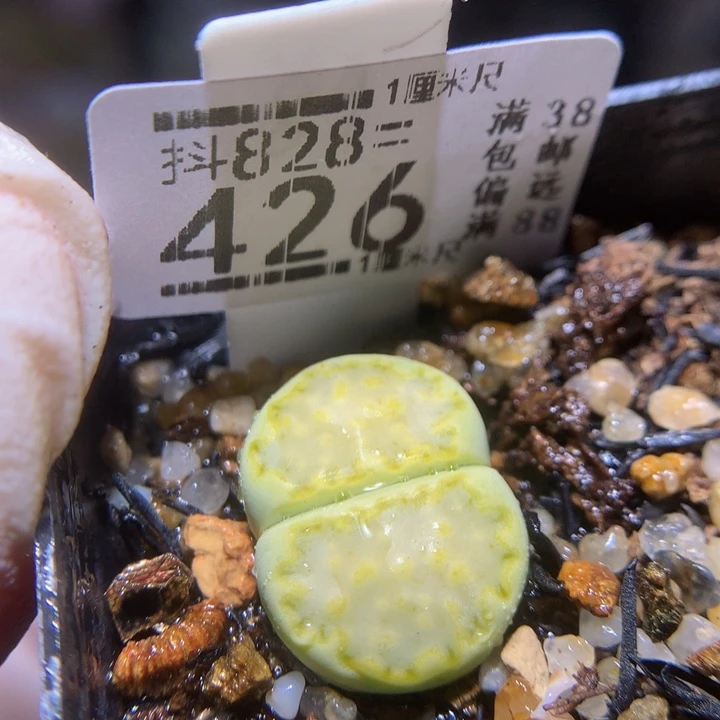 精品生石花828.426