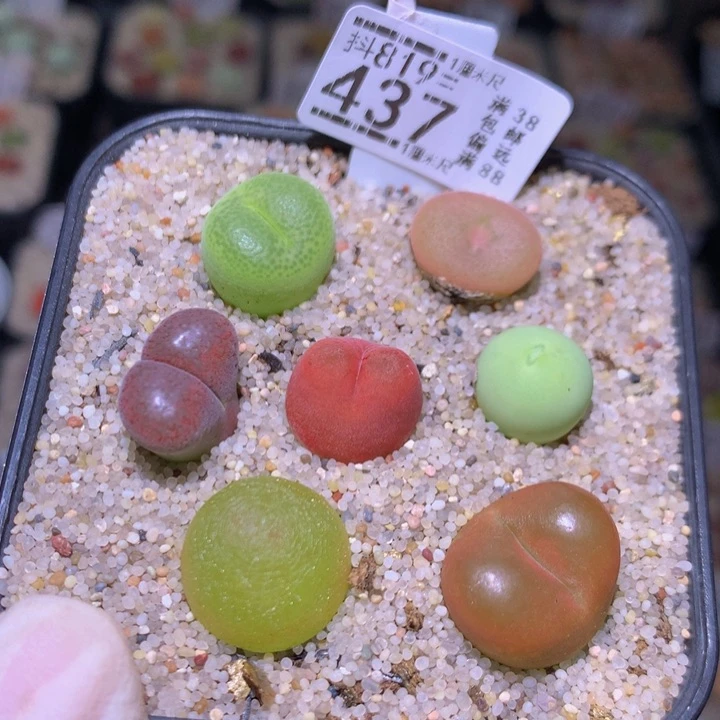 精品生石花819.437