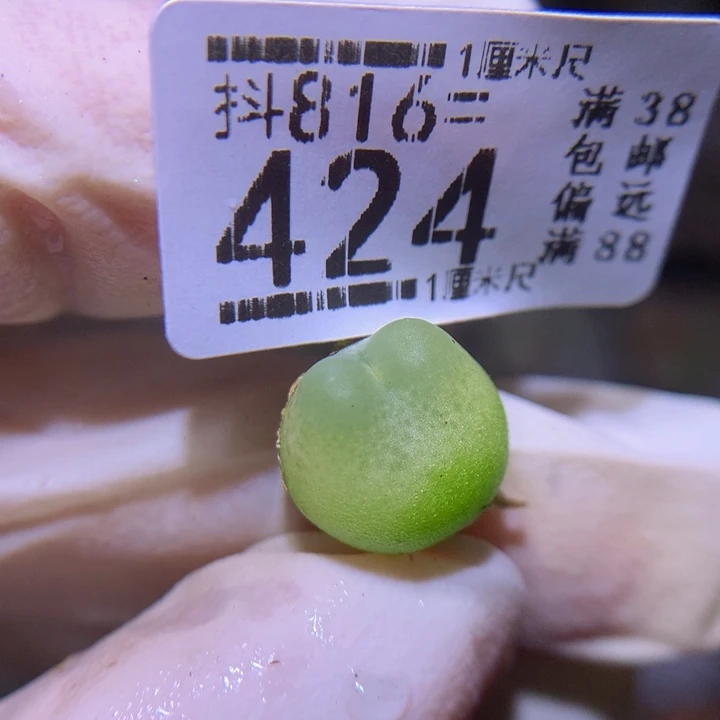 精品生石花816.424拉登