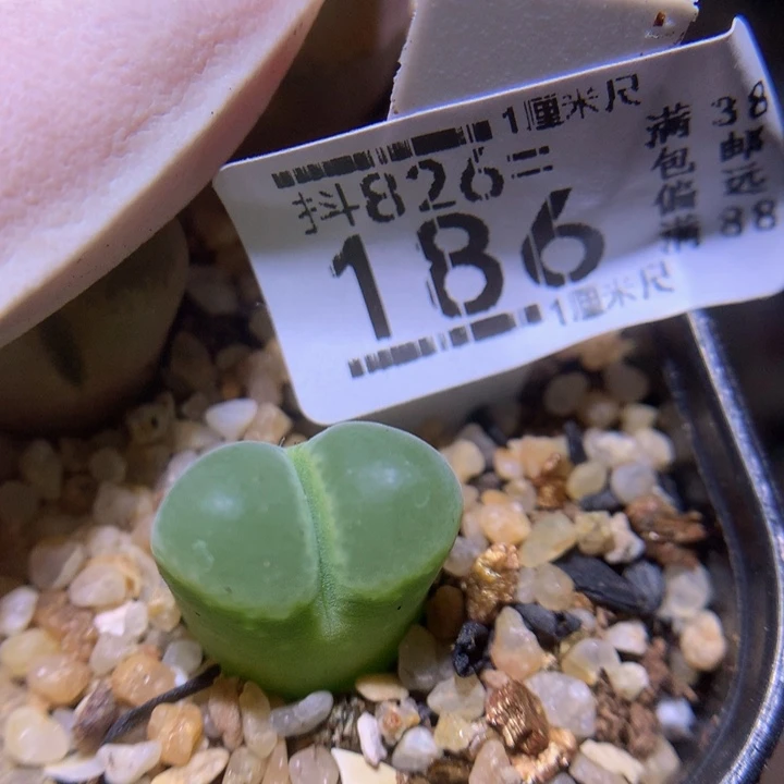精品生花826.186