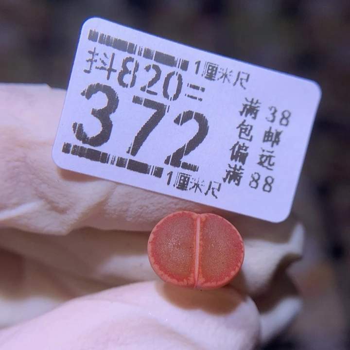 精品生石花820.372