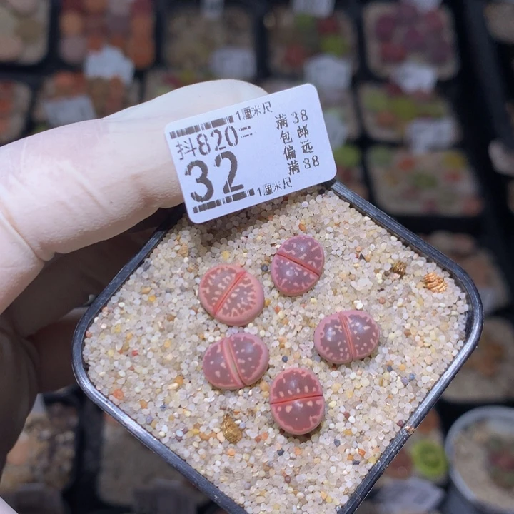 精品生石花820.32