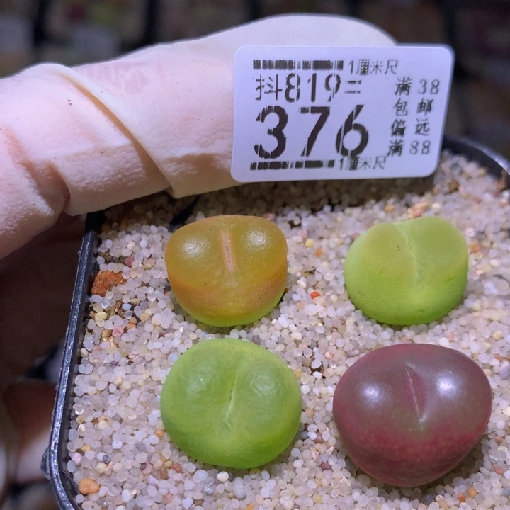 精品生石花819.376