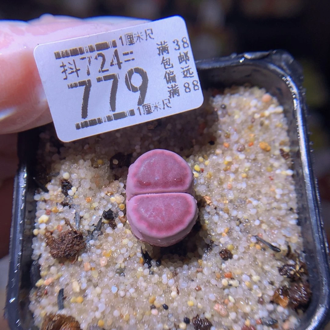 绝绝子生石花724.779