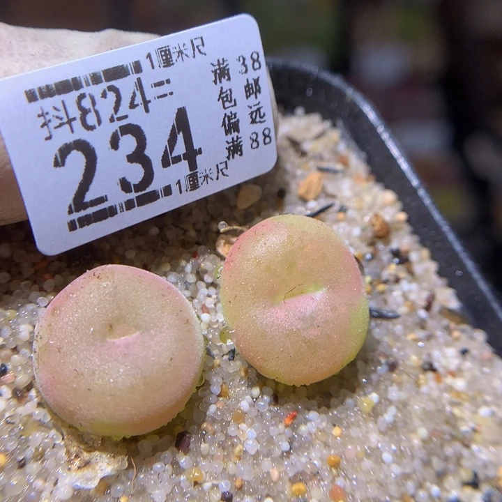 浪漫的爱情故事824.234
