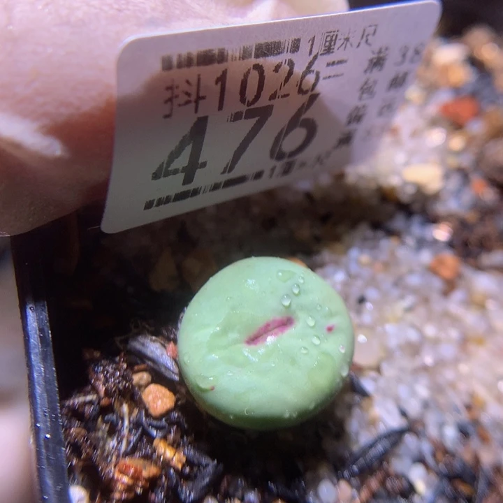 精品生石花1026.476