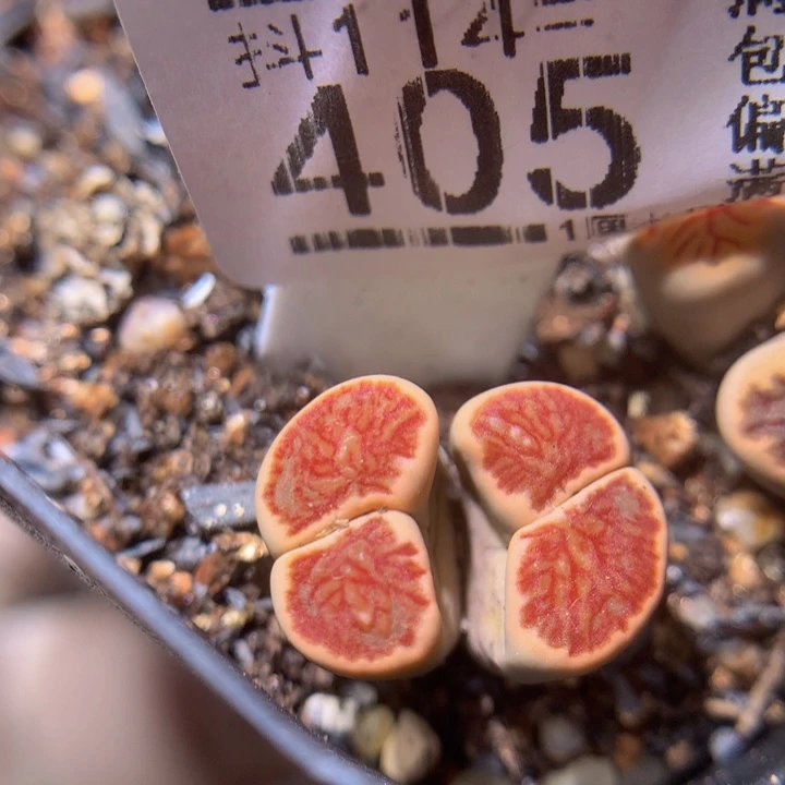 精品生石花114.405