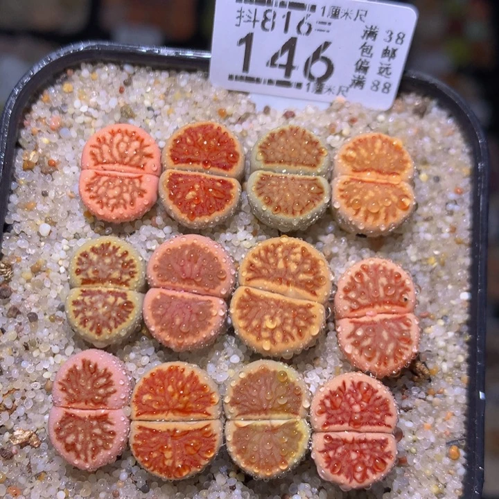 精品生石花816.146