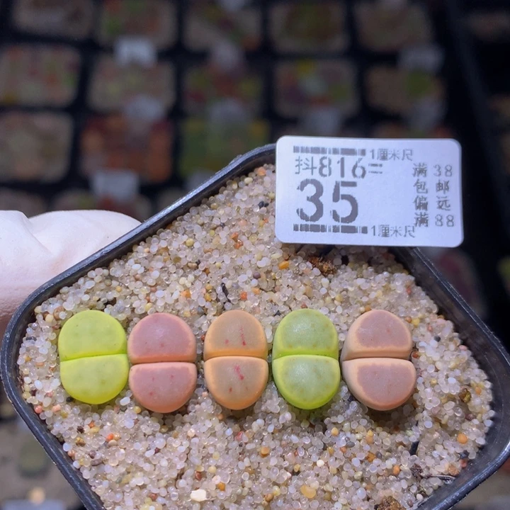精品生石花816.35