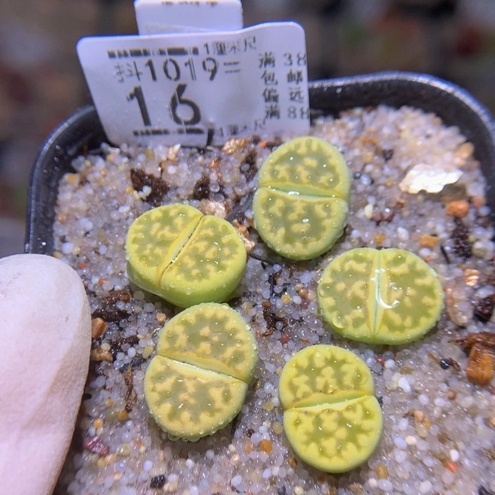 精品生石花1019.16