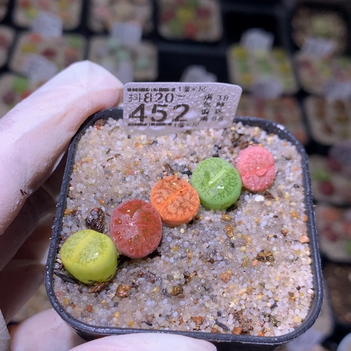 ?****?精品生石花820.452