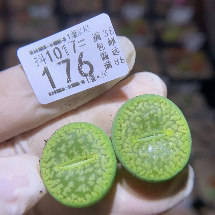 精品生石花1017.176