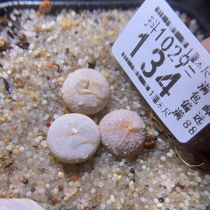 精品生石花1029.134