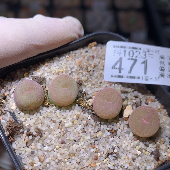 精品生石花1023.471