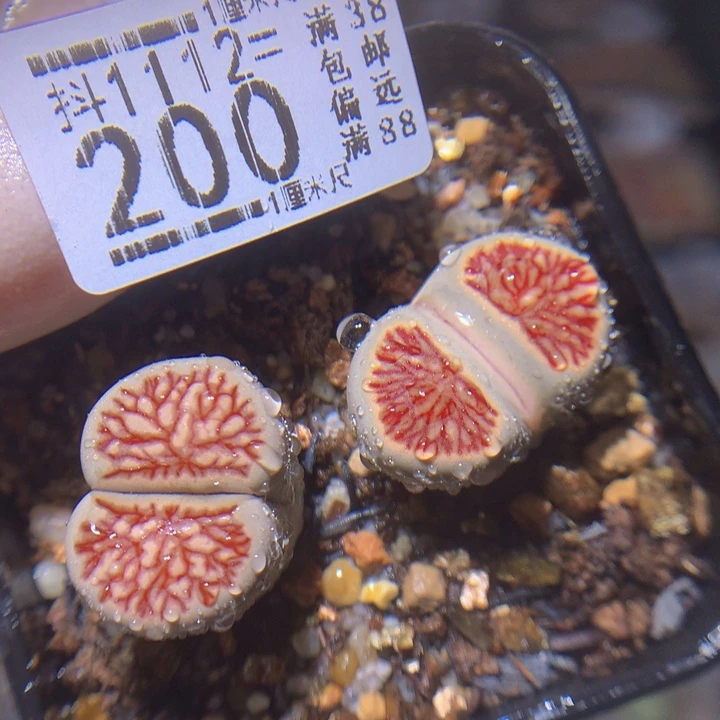 精品生石花1112.200