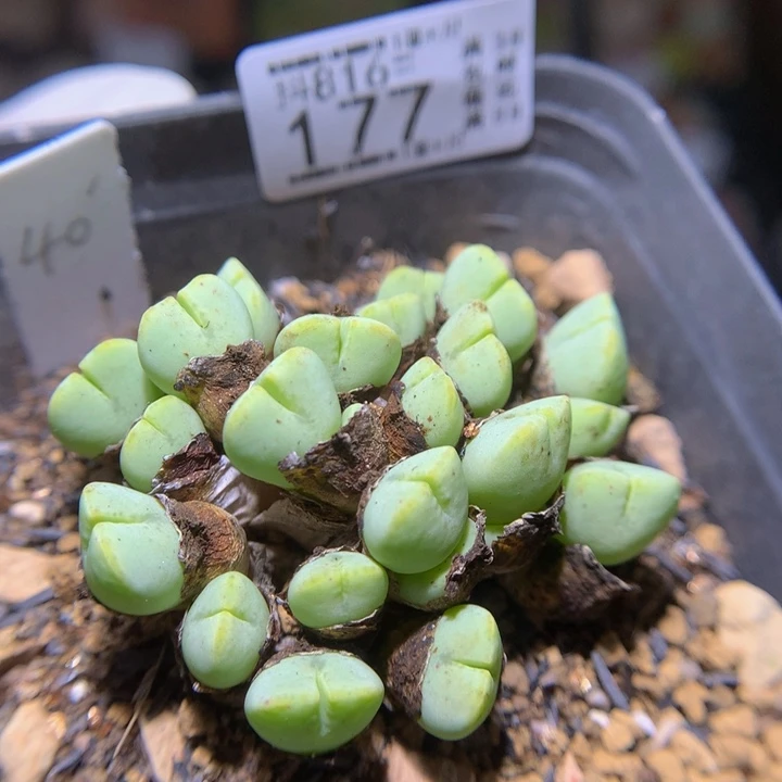 精品生石花816.177