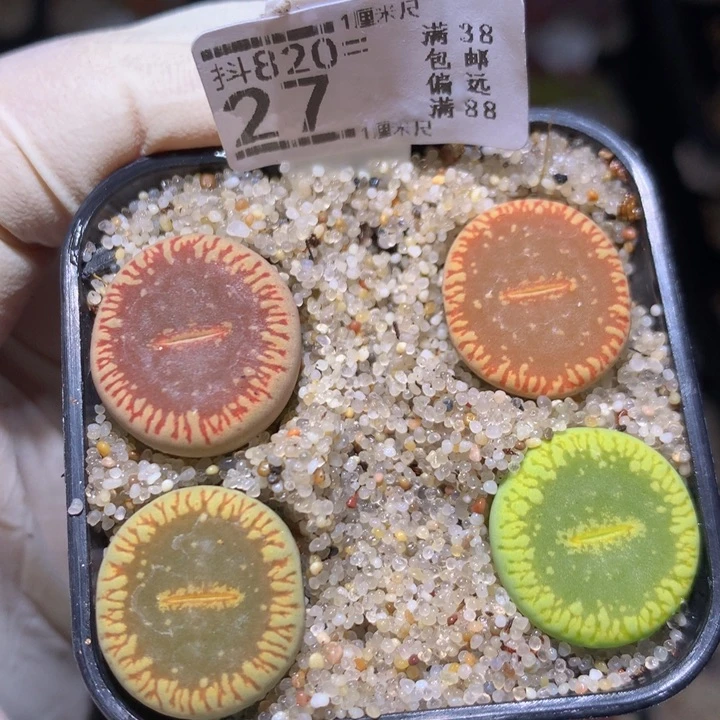 精品生石花820.27
