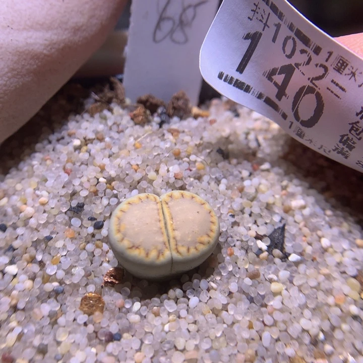 精品生石花1022.140