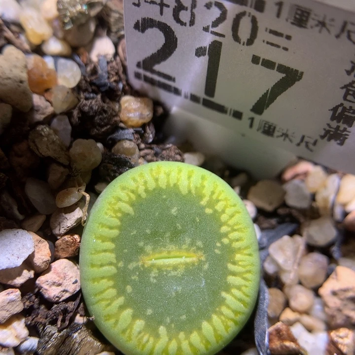 精品生石花820.217