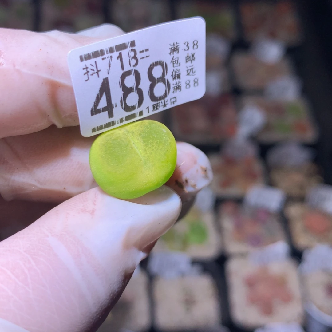 精品生石花718.488