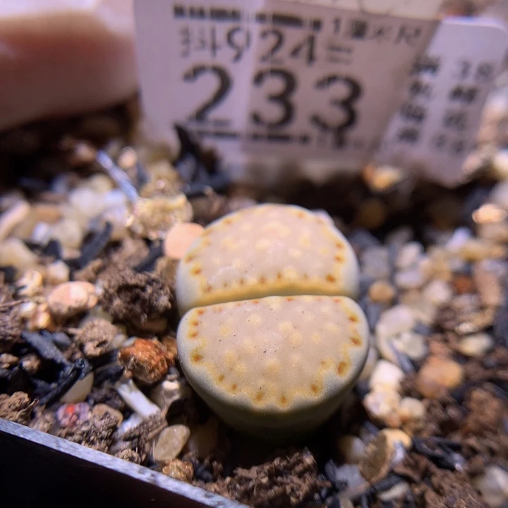 精品生石花924.233