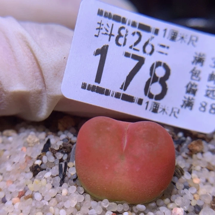 精品生花826.178