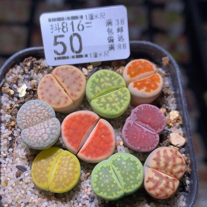 精品生石花816.50