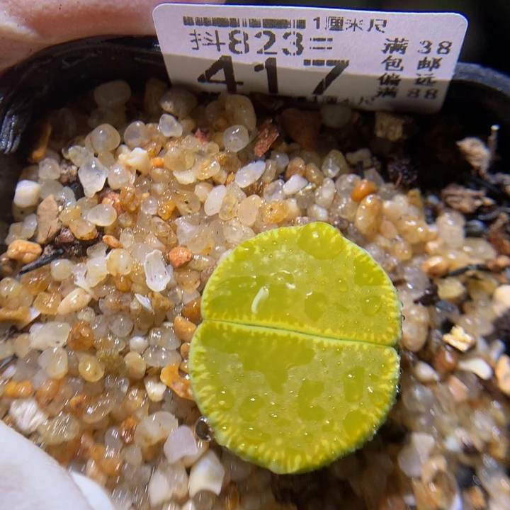 精品后生生花823.417