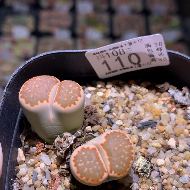 精品生石花108.110