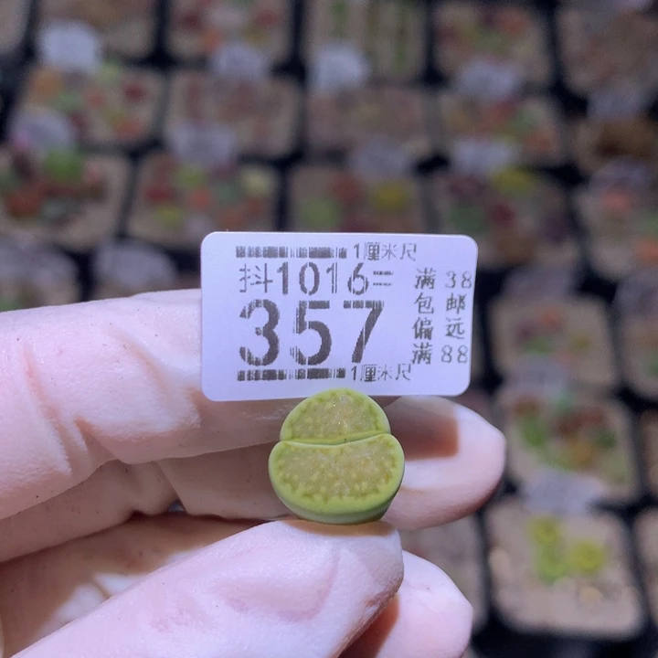 M****y精品生石花1016.357