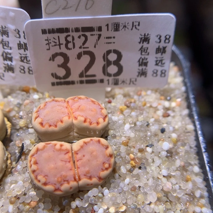 精品生石花827.328