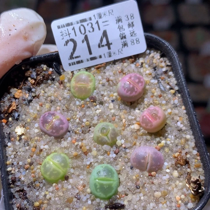 精品生石花1031.214