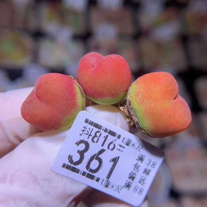 兔**~精品生石花816.361