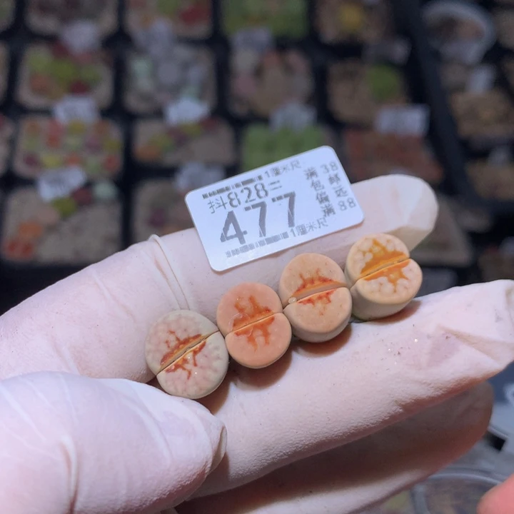 匹*曹精品生石花828.477