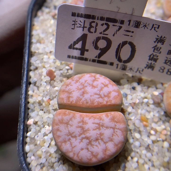 精品生气花827.490