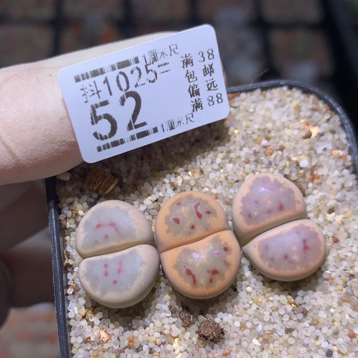 精品生石花1025.52