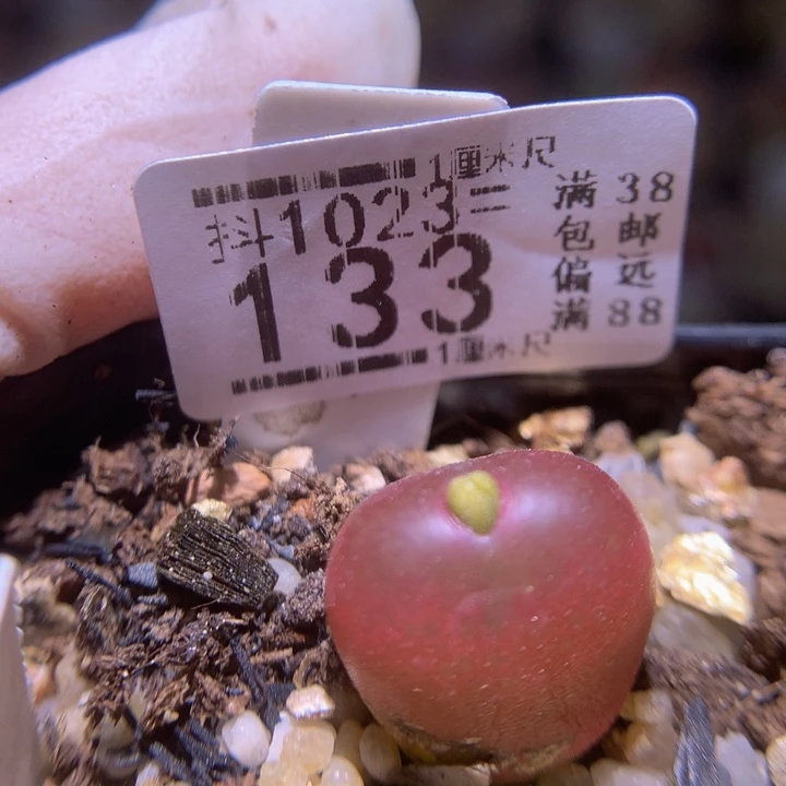 精品生石花1023.133吕红