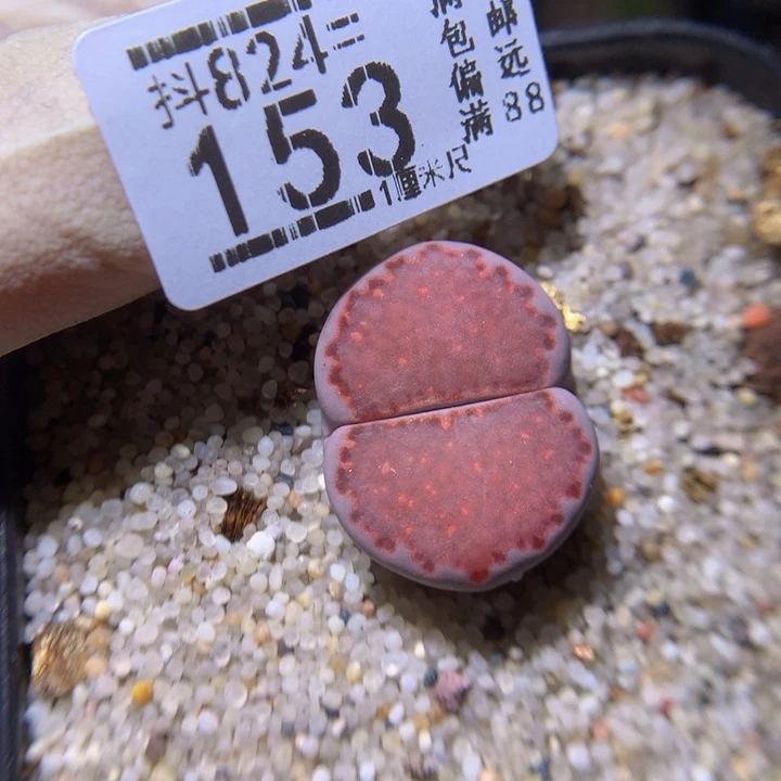 精品生石花824.153