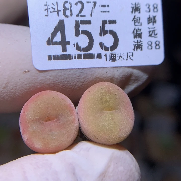 精品生石花827.455