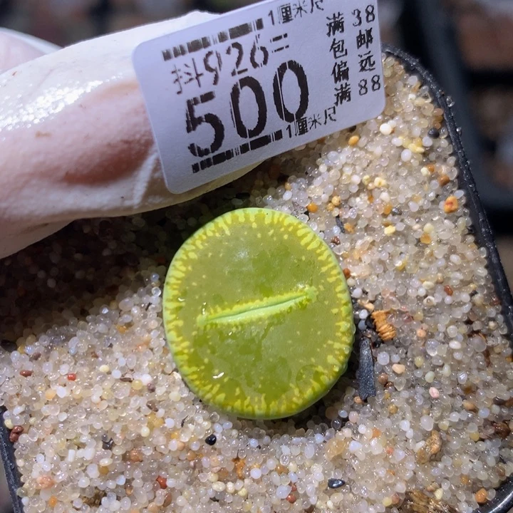 精品生石花926.500