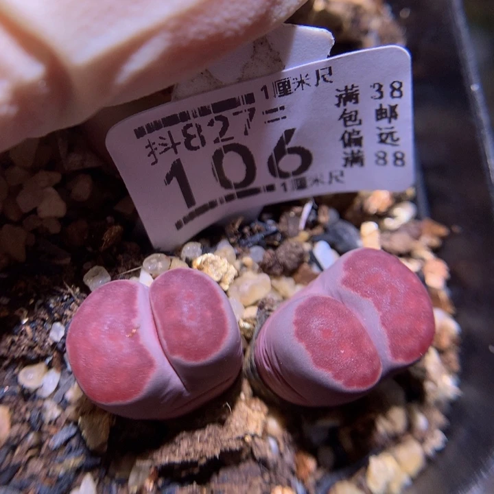 精品生石花827.106