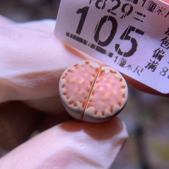 精品生石花829.105