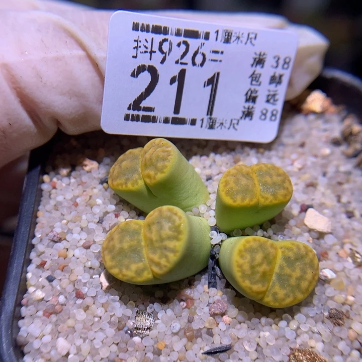 精品生石花926.211