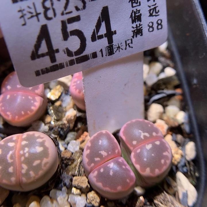 美美哒石石花823.454