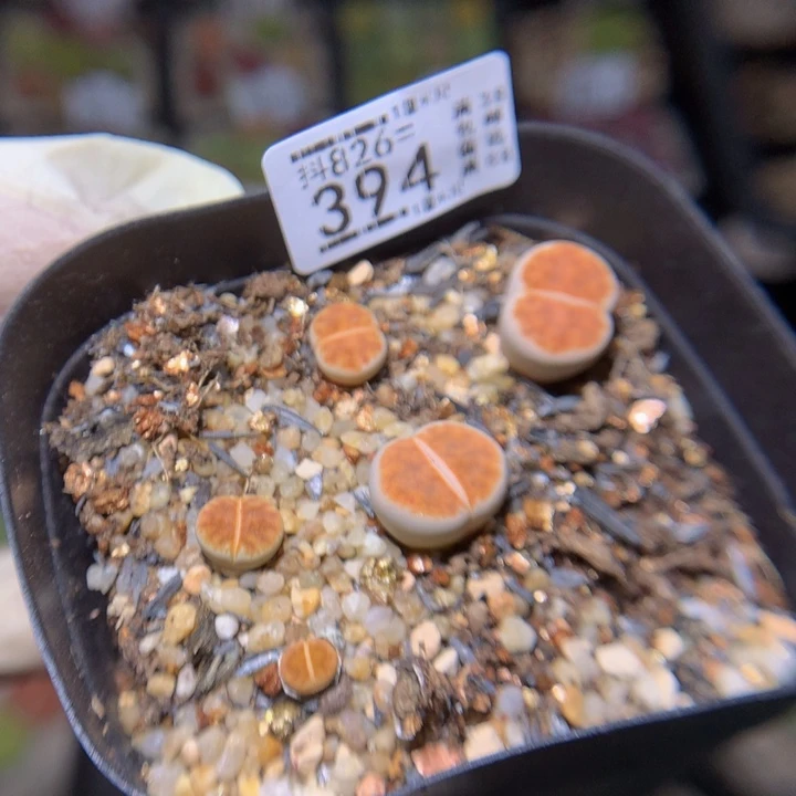 麻*精品生石花826.394多肉