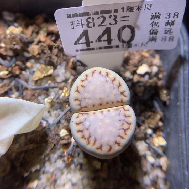 美美哒石石花823.440