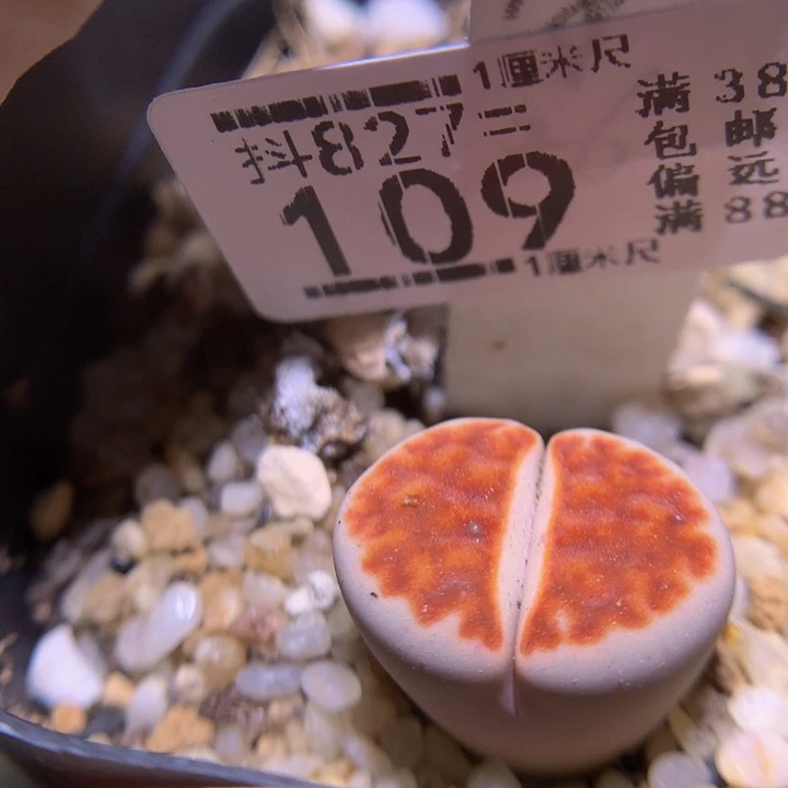 精品生石花827.109