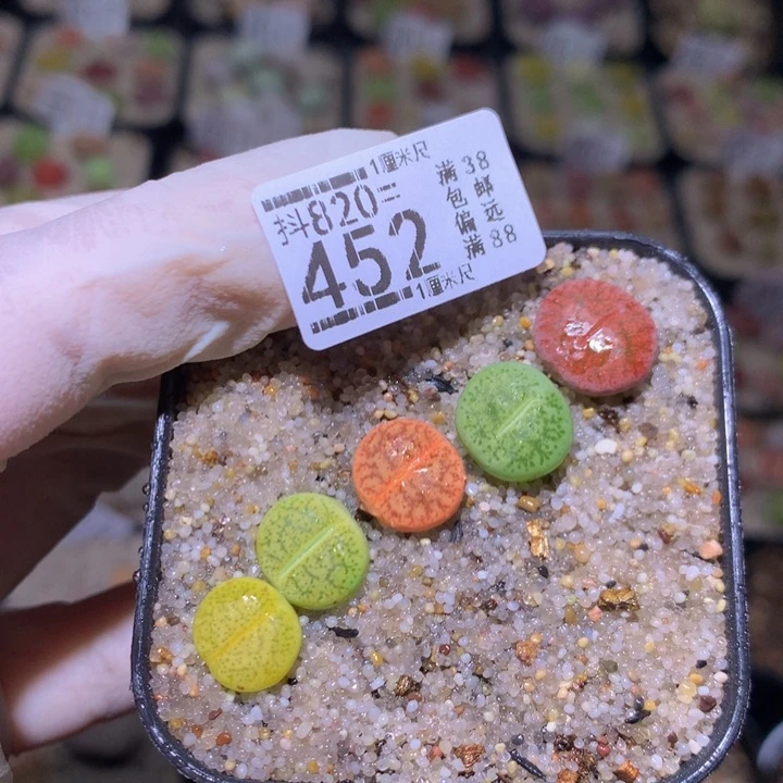好看生石花820.452